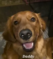 Yellow, a male Golden Retriever for sale in Paradise, TX – 2 of 5