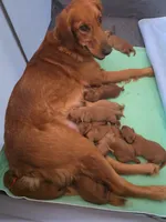 Brown, a female Golden Retriever for sale in Paradise, TX – 5 of 5