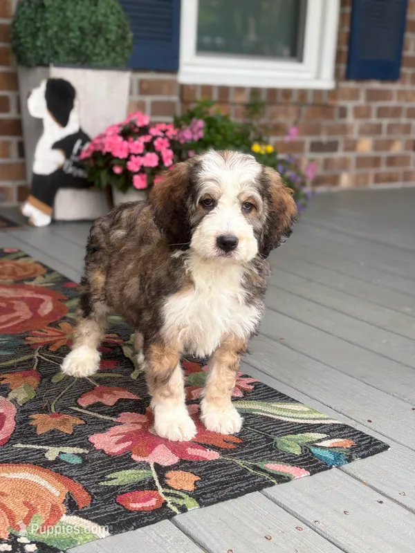 Breeze the Bernedoodle – Bernedoodle puppy for sale in Ladson, SC