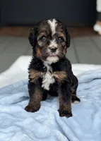 Bernie, a male Bernedoodle for sale in Ladson, SC – 5 of 6