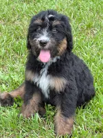 Sky , a female Bernedoodle for sale in Ladson, SC – 5 of 6