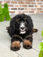 Honeysuckle , a female Bernedoodle for sale in Ladson, SC – 2 of 10