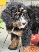 Sky , a female Bernedoodle for sale in Ladson, SC – 4 of 6