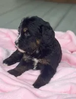 Honeysuckle , a female Bernedoodle for sale in Ladson, SC – 5 of 5