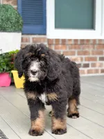 Honeysuckle , a female Bernedoodle for sale in Ladson, SC – 3 of 10