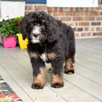Honeysuckle , a female Bernedoodle for sale in Ladson, SC – 5 of 10