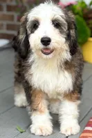 Sunny the Bernedoodle , a female Bernedoodle for sale in Ladson, SC – 4 of 4