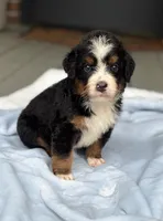 Largo, a male Bernedoodle for sale in Ladson, SC – 3 of 6
