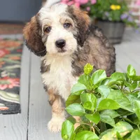 Breeze the Bernedoodle, a male Bernedoodle for sale in Ladson, SC – 3 of 4