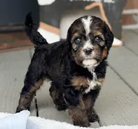 Bernie, a male Bernedoodle for sale in Ladson, SC – 2 of 6