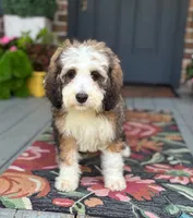 Sunny the Bernedoodle , a female Bernedoodle for sale in Ladson, SC – 2 of 4