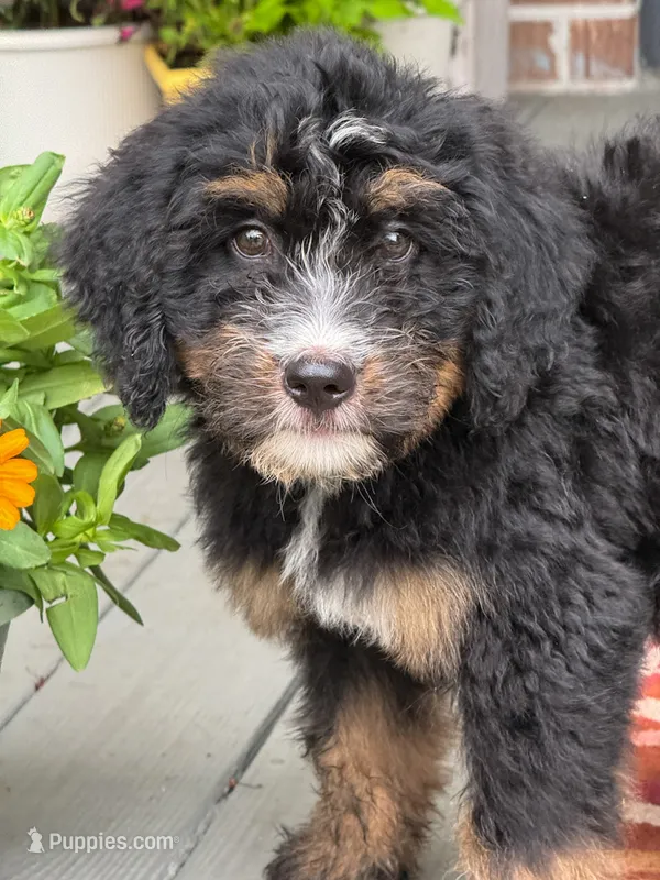 Sky  – Bernedoodle puppy for sale in Ladson, SC