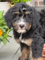 Sky , a female Bernedoodle for sale in Ladson, SC – 1 of 6