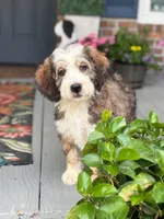 Breeze the Bernedoodle, a male Bernedoodle for sale in Ladson, SC – 4 of 4