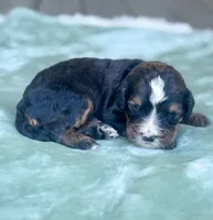 Bernie, a male Bernedoodle for sale in Ladson, SC – 3 of 6