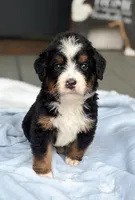 Largo, a male Bernedoodle for sale in Ladson, SC – 5 of 6