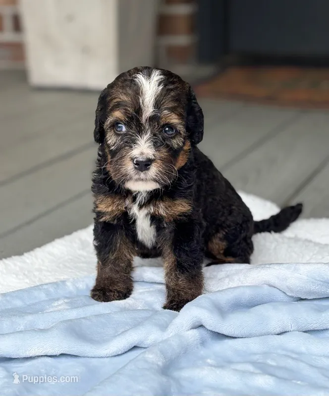 Bernie – Bernedoodle puppy for sale in Ladson, SC