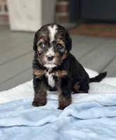 Bernie, a male Bernedoodle for sale in Ladson, SC – 1 of 6