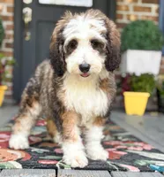Sunny the Bernedoodle , a female Bernedoodle for sale in Ladson, SC – 3 of 4