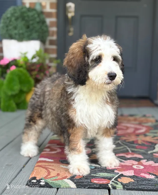 Sunny the Bernedoodle  – Bernedoodle puppy for sale in Ladson, SC