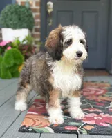 Sunny the Bernedoodle , a female Bernedoodle for sale in Ladson, SC – 1 of 4