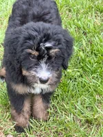 Sky , a female Bernedoodle for sale in Ladson, SC – 2 of 6
