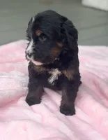 Honeysuckle , a female Bernedoodle for sale in Ladson, SC – 2 of 5