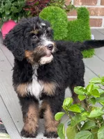Sky , a female Bernedoodle for sale in Ladson, SC – 3 of 6