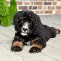 Honeysuckle , a female Bernedoodle for sale in Ladson, SC – 4 of 10