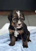 Bernie, a male Bernedoodle for sale in Ladson, SC – 6 of 6