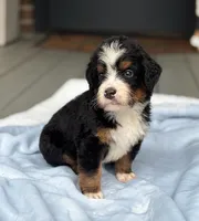 Largo, a male Bernedoodle for sale in Ladson, SC – 4 of 6