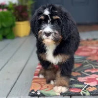 Bloom the Bernedoodle , a female Bernedoodle for sale in Ladson, SC – 7 of 7