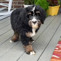 Bloom the Bernedoodle , a female Bernedoodle for sale in Ladson, SC – 6 of 7