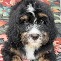 Bloom the Bernedoodle , a female Bernedoodle for sale in Ladson, SC – 4 of 7