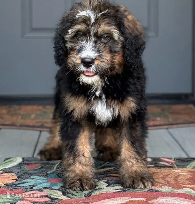 Bernie – Bernedoodle puppy for sale in Ladson, SC