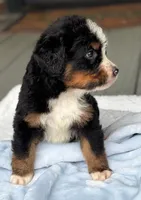 Largo, a male Bernedoodle for sale in Ladson, SC – 2 of 6