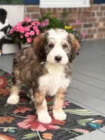 Breeze the Bernedoodle, a male Bernedoodle for sale in Ladson, SC – 2 of 4