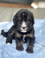Honeysuckle , a female Bernedoodle for sale in Ladson, SC – 1 of 5