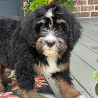 Bloom the Bernedoodle , a female Bernedoodle for sale in Ladson, SC – 1 of 7