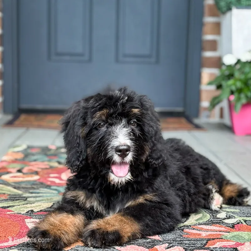 Honeysuckle  – Bernedoodle puppy for sale in Ladson, SC