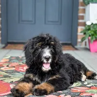 Honeysuckle , a female Bernedoodle for sale in Ladson, SC – 1 of 10