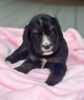 Honeysuckle , a female Bernedoodle for sale in Ladson, SC – 4 of 5