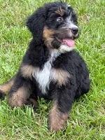 Sky , a female Bernedoodle for sale in Ladson, SC – 6 of 6