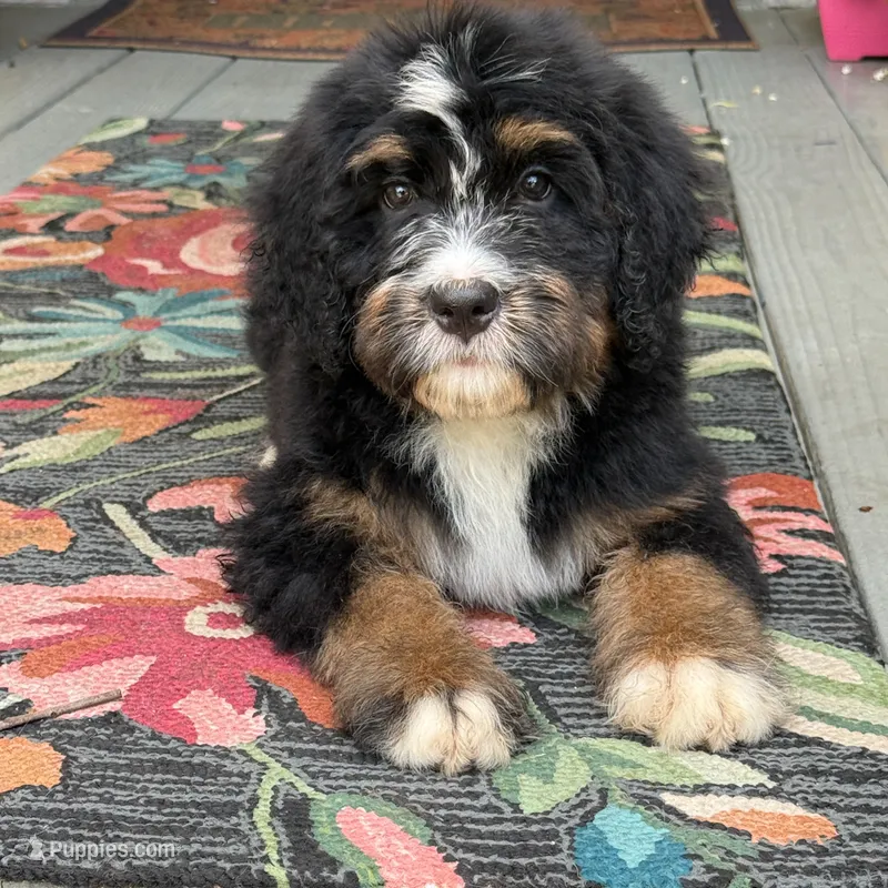 Bloom the Bernedoodle  – Bernedoodle puppy for sale in Ladson, SC