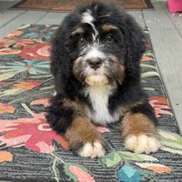 Bloom the Bernedoodle , a female Bernedoodle for sale in Ladson, SC – 3 of 7