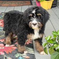 Bloom the Bernedoodle , a female Bernedoodle for sale in Ladson, SC – 5 of 7