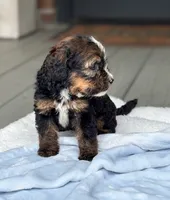 Bernie, a male Bernedoodle for sale in Ladson, SC – 4 of 6
