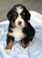 Largo, a male Bernedoodle for sale in Ladson, SC – 6 of 6