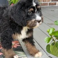 Bloom the Bernedoodle , a female Bernedoodle for sale in Ladson, SC – 2 of 7