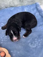 Honeysuckle , a female Bernedoodle for sale in Ladson, SC – 3 of 5